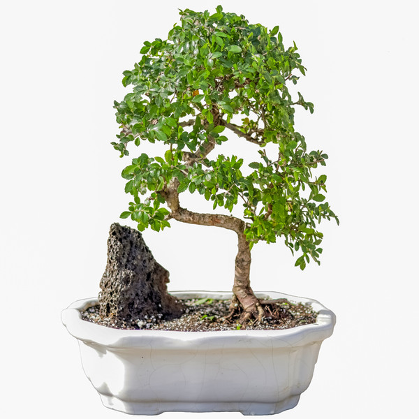 گیاه طبیعی بونسای نارون مدل elm-s