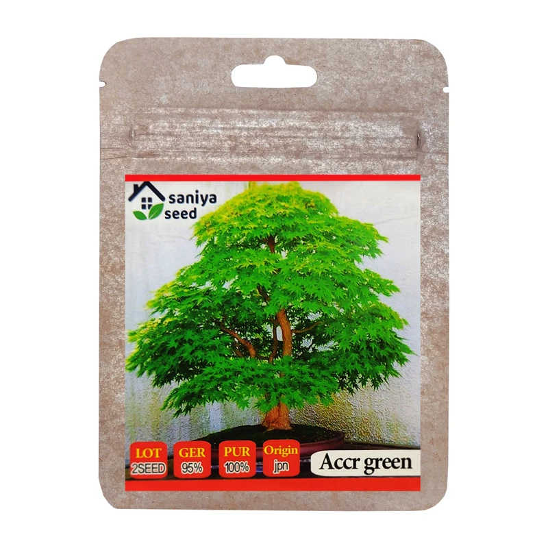 بذر بنسای افرا سبز ژاپنی سانیا سید مدل SS44