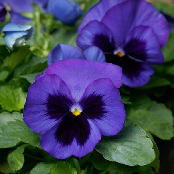 بذر گل بنفشه گل درشت بنفش خالدار جی پی سید مدل GP1473