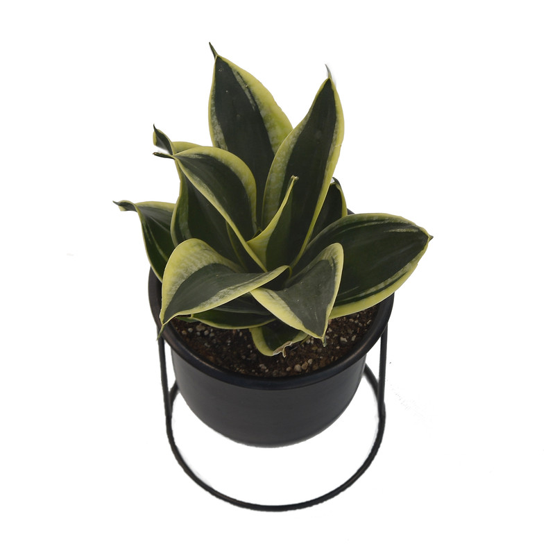 گیاه طبیعی سانسوریا کد SN1