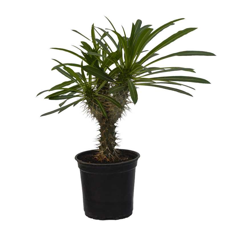 گیاه طبیعی ماداگاسکار مدل چند شاخه