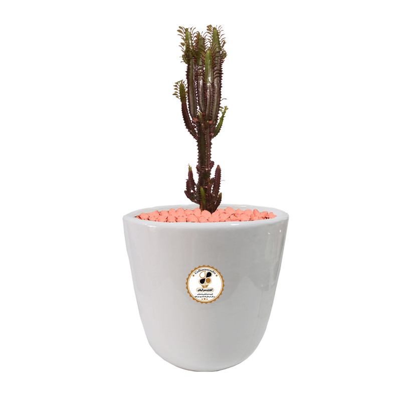 گیاه طبیعی افوربیا قرمز شرکت گلباران سبز گیلان مدل GN12-37RL