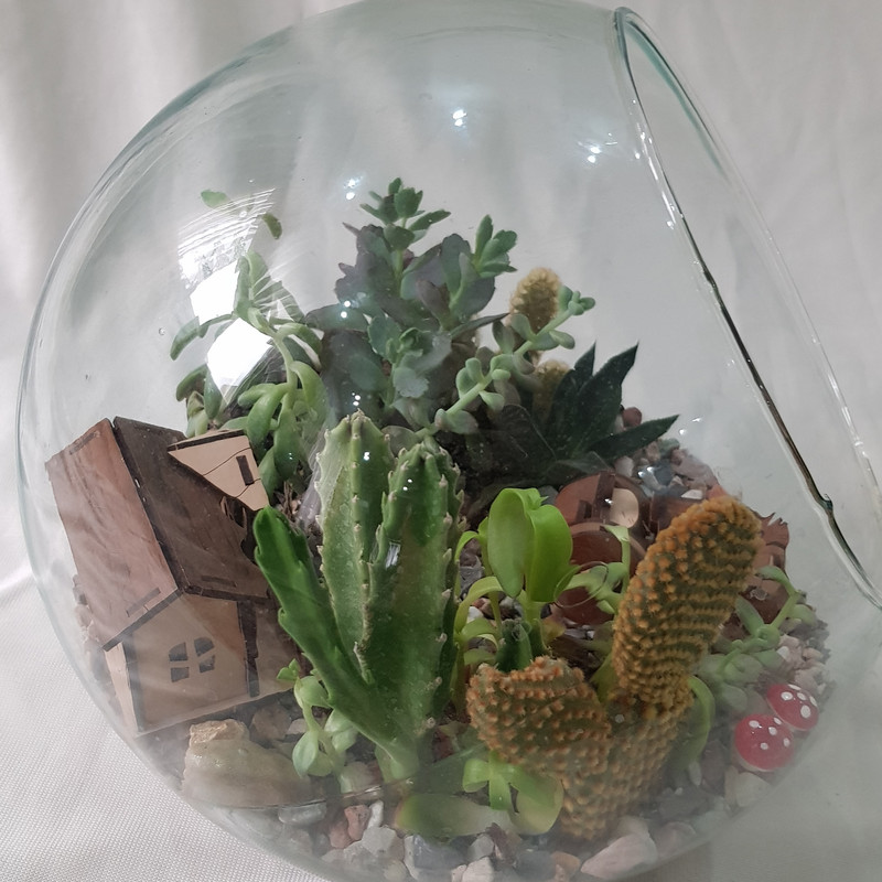 گیاه طبیعی تراریوم ساکولنت و کاکتوس مدل 128 گیاه طبیعی تراریوم ساکولنت و کاکتوس مدل 128