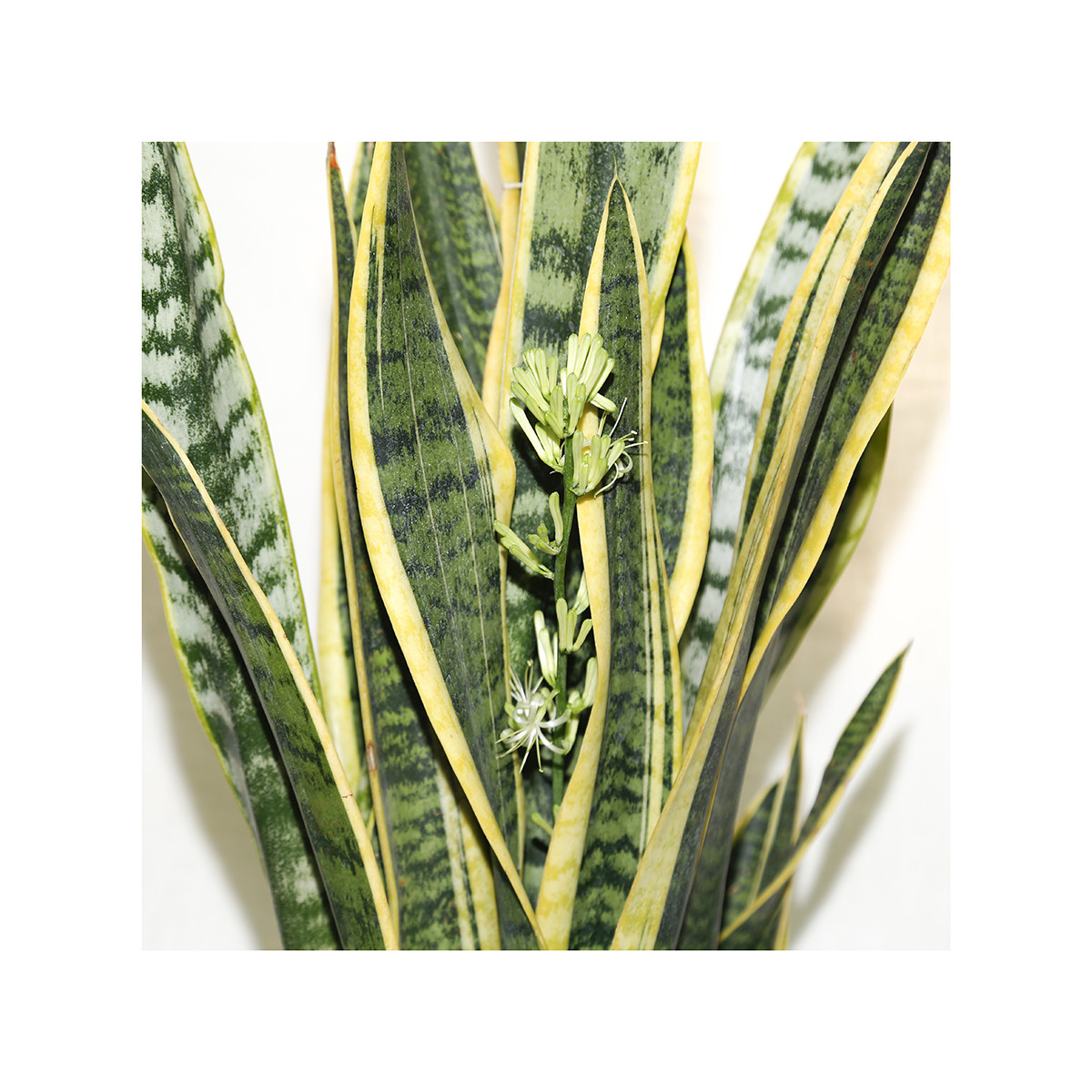 گیاه طبیعی سانسوریا خانه سبز پیچک مدل شمشیری ابلق