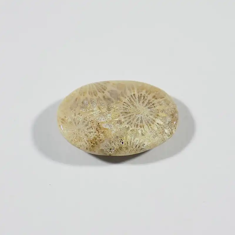 سنگ فسیل مرجان کد TG6555