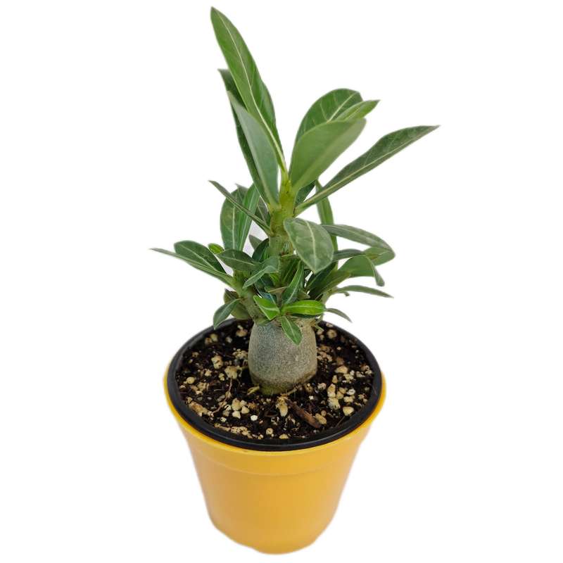 گیاه طبیعی کاکتوس آدنیوم مدل 05