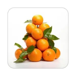 زیر لیوانی کاکتی طرح میوه مدل mp21756