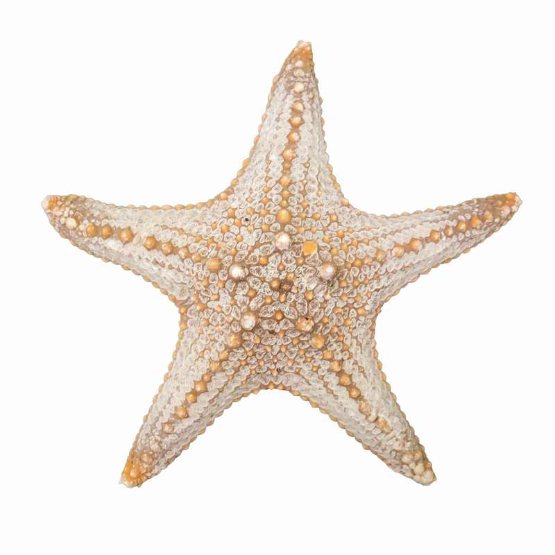 ستاره دریایی تزیینی مدل n4