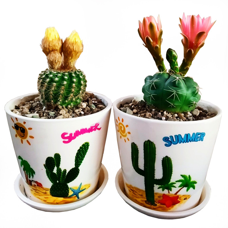 گیاه طبیعی کاکتوس مدل C-47 مجموعه 2 عددی گیاه طبیعی کاکتوس مدل C-47 مجموعه 2 عددی