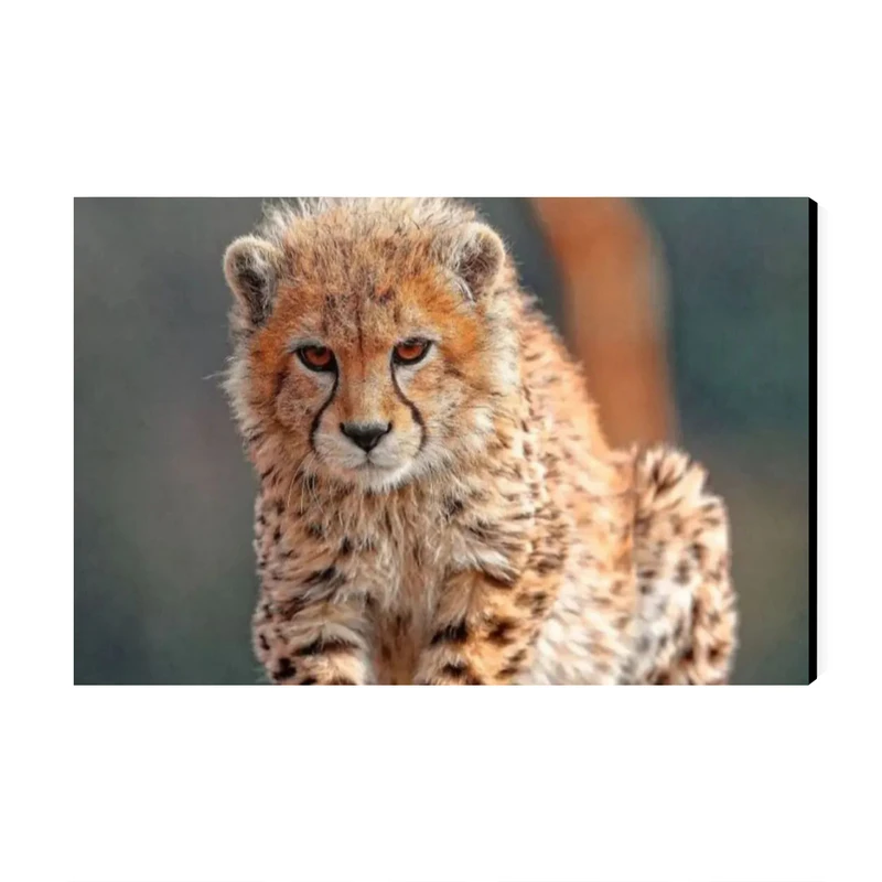 تابلو شاسی عرش مدل پلنگ ایرانی پیروز کد As1648