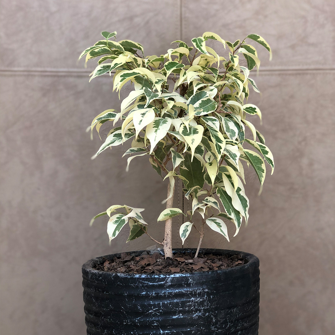 گیاه طبیعی بنجامین ابلق مدل G103