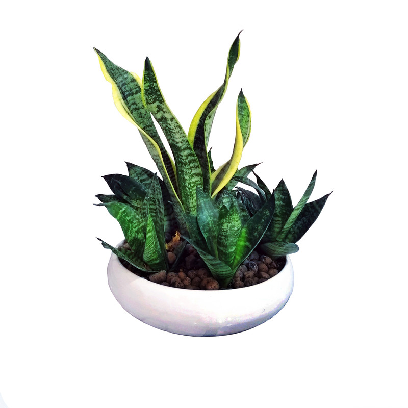 گیاه طبیعی سانسوریا کرواتی مدل بنسای