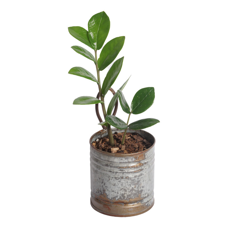 گیاه طبیعی زامیفولیا مدل B-111 طرح آنتیک