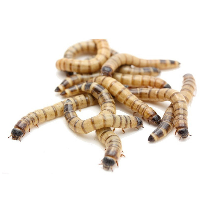 تشویقی پرندگان هوپ فید مدل سوپرورم وزن 1 کیلوگرم