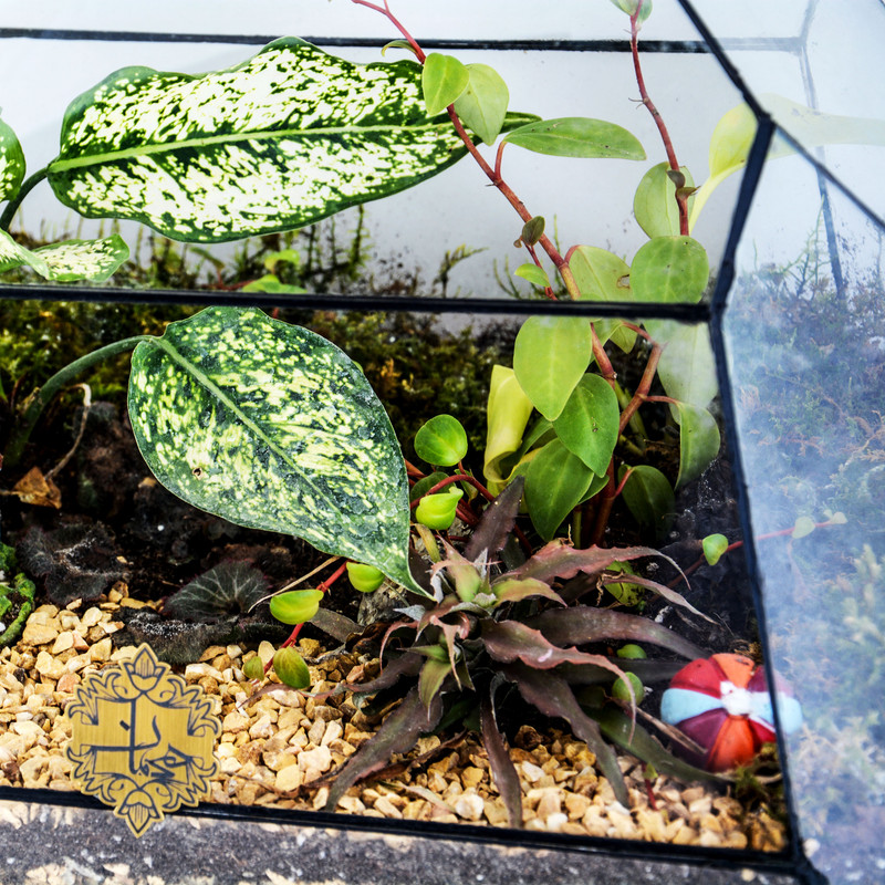 گیاه طبیعی تراریوم بلند هیمان مدل ذوزنقه کد HV014 گیاه طبیعی تراریوم بلند هیمان مدل ذوزنقه کد HV014