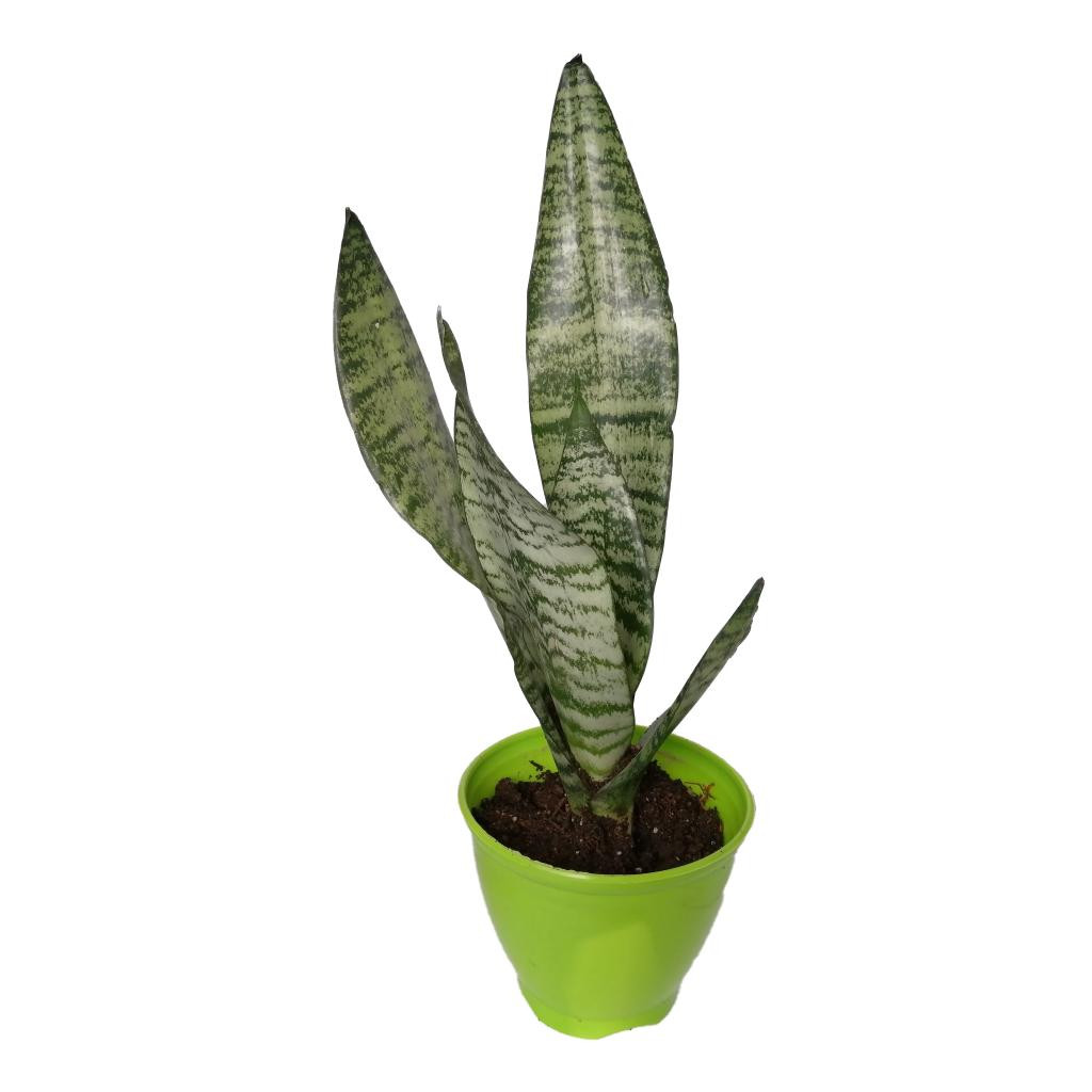 گیاه طبیعی سانسوریا کرواتی کد sp02