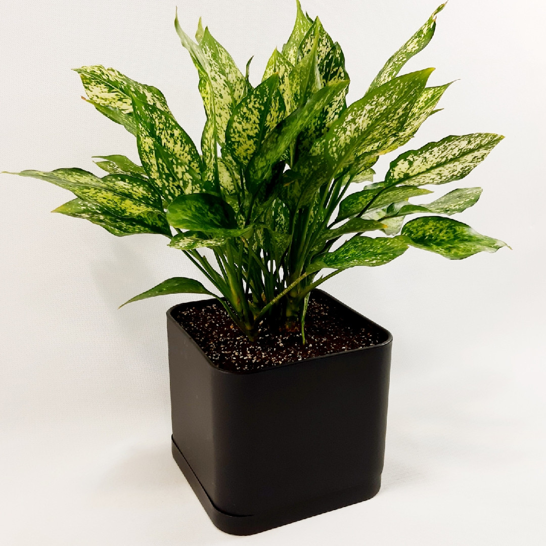 گیاه طبیعی آگلونما کد AG1