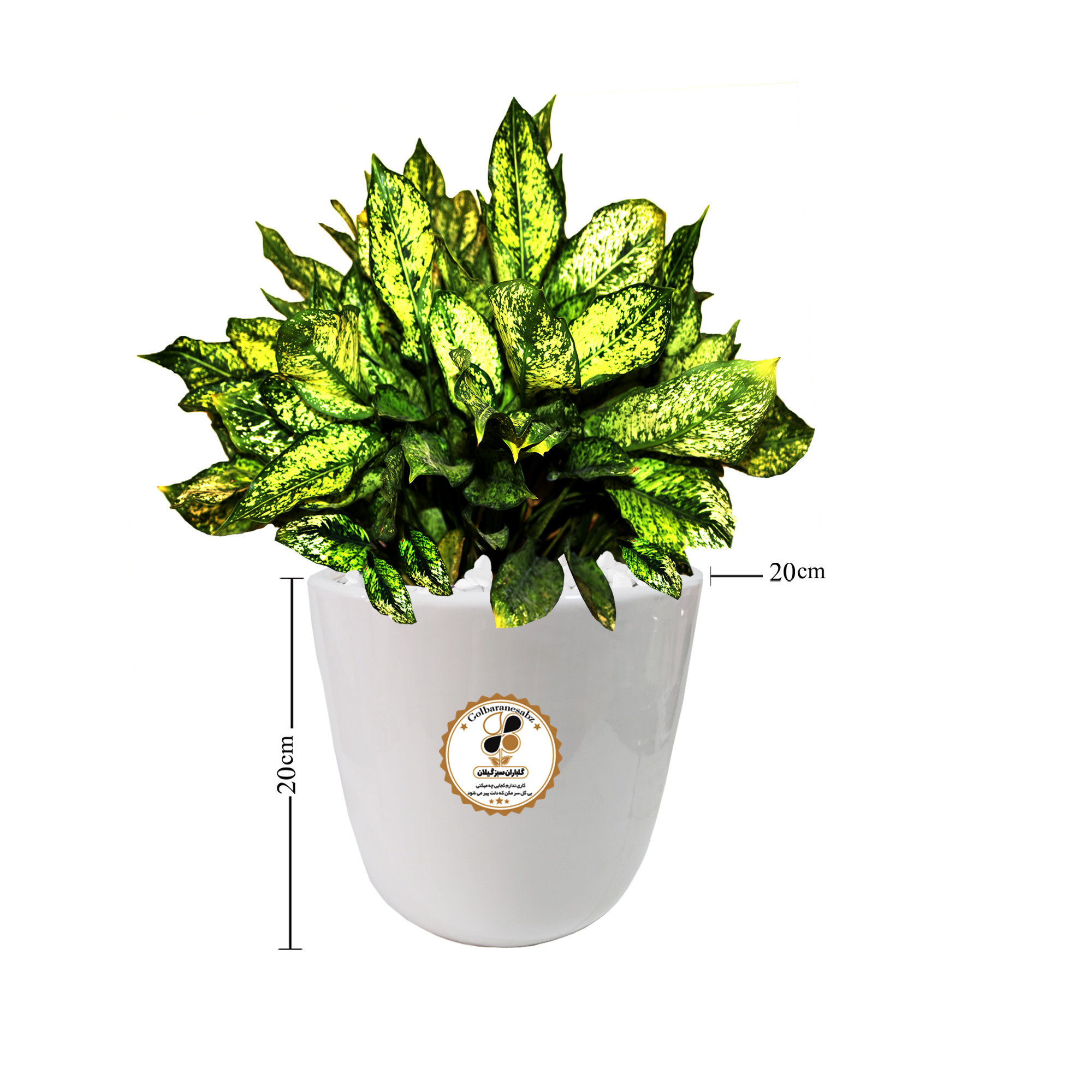 گیاه طبیعی آگلونما صدفی شرکت گلباران سبز گیلان مدل GN13-8M