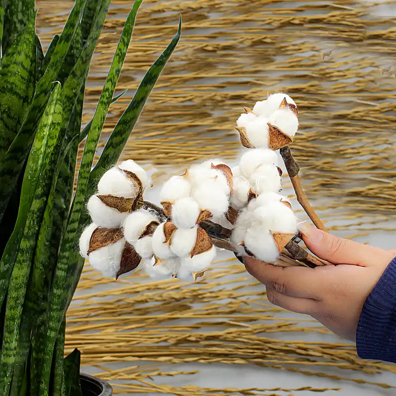 گل خشک مدل پنبه کد RK10 بسته 10 عددی