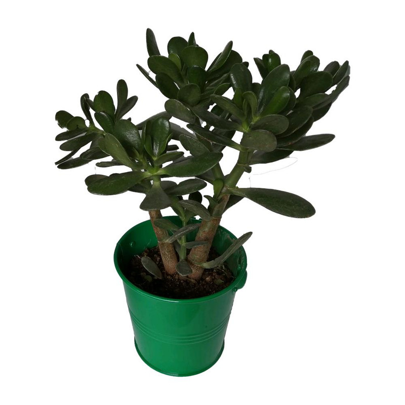 گیاه طبیعی کراسولا قاشقی کد mf04