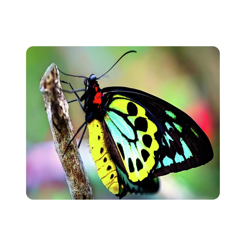 ماوس پد طرح پروانه مدل T8087