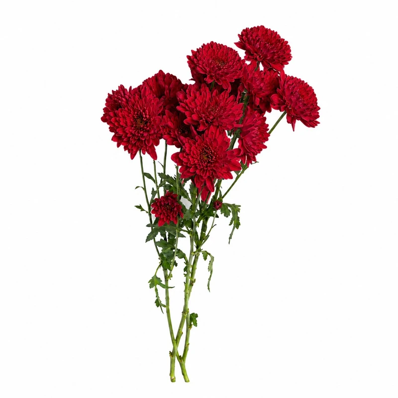شاخه گل داودی طبیعی مدل مینیاتوری بسته 10 عددی