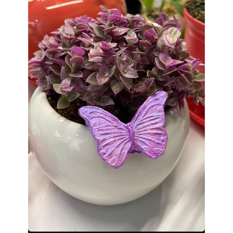 گیاه طبیعی کالیسیا مدل F-39 گیاه طبیعی کالیسیا مدل F-39