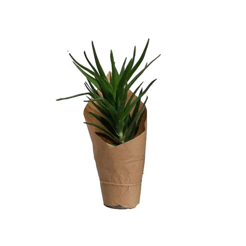 گیاه طبیعی آلوئه شاخه بزی کد gs12