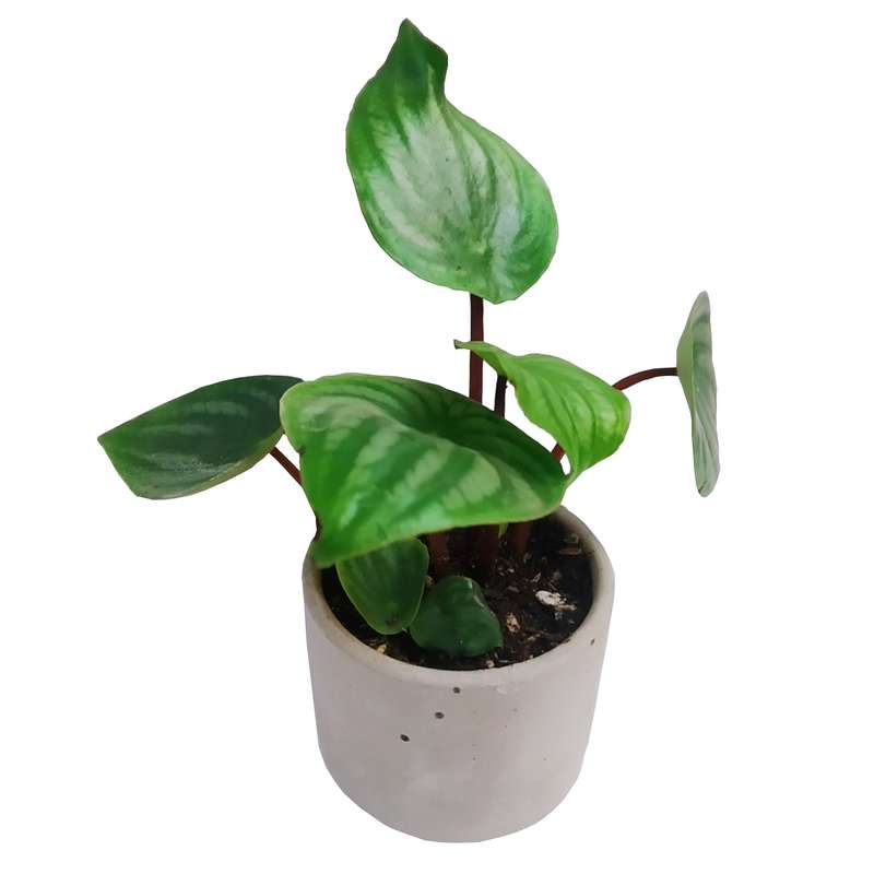 گیاه طبیعی پرومیا هندوانه ای مدل C-43