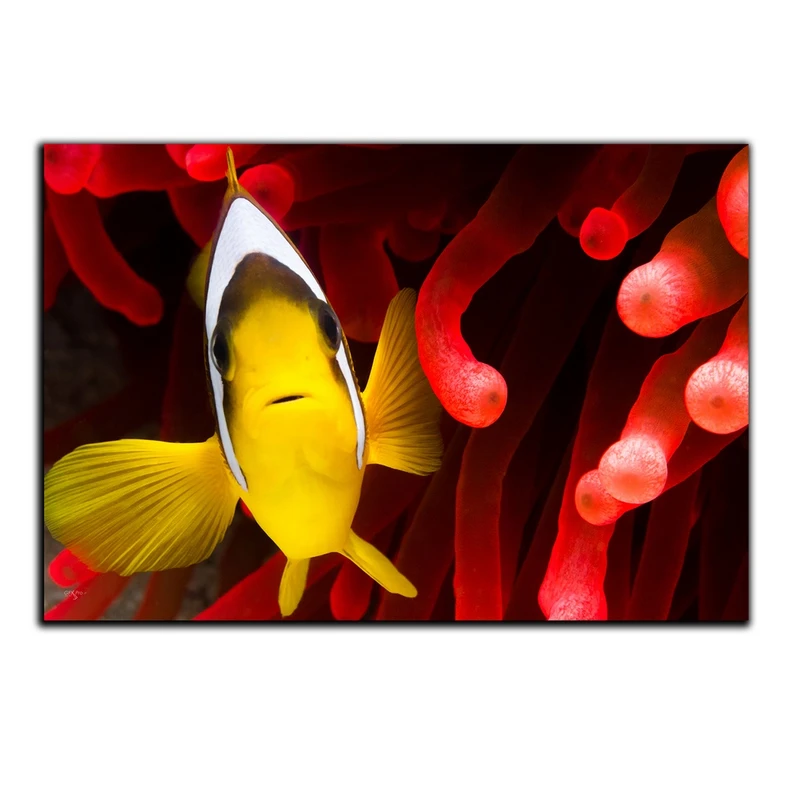 تابلو شاسی بکلیت طرح آبزیان ماهی مدل SH-S1670