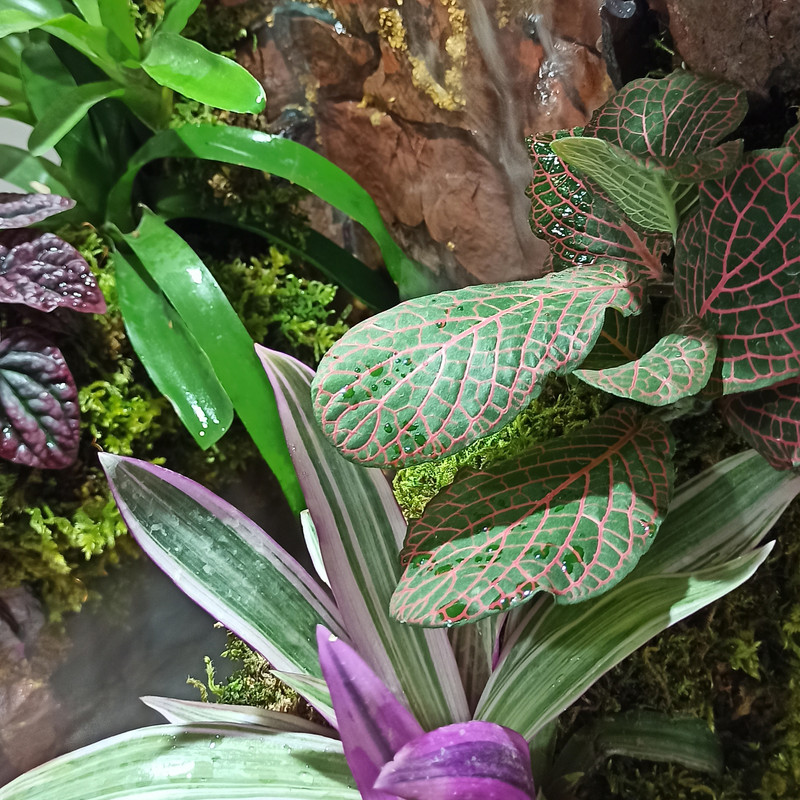 گیاه طبیعی مدل پالوداریوم نیاگارا گیاه طبیعی مدل پالوداریوم نیاگارا