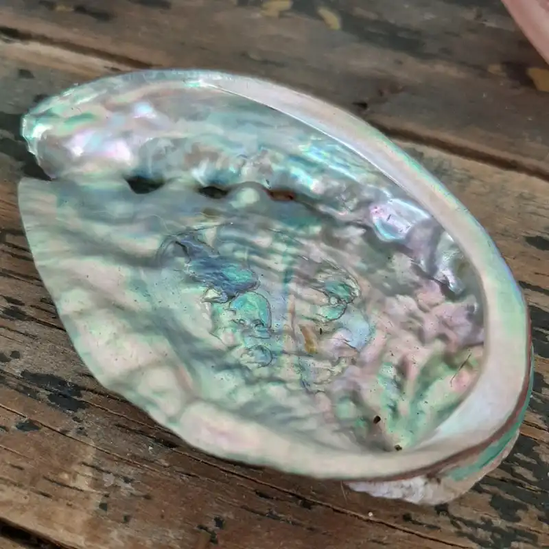 صدف تزیینی مدل ابالون گوش دریا