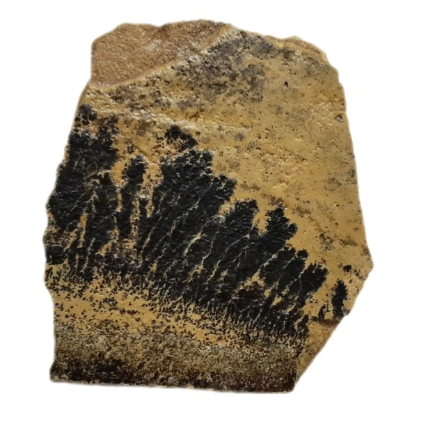 سنگ راف مدل شجرفسیلی کلکسیونی آکواریوم کد ۴۵۷