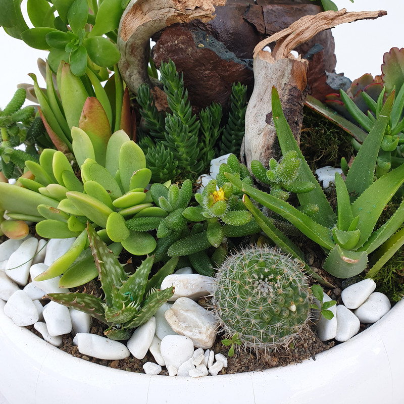 گیاه طبیعی کاکتوس مدل MK-99004 گیاه طبیعی کاکتوس مدل MK-99004