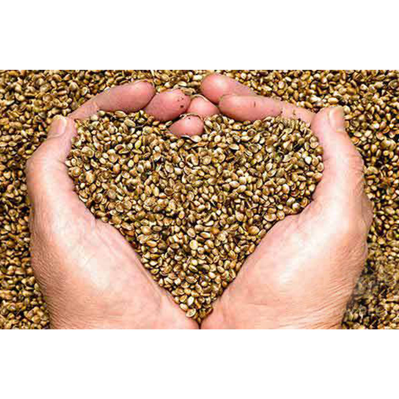 شاهدانه درشت خام خوشه چین - 500 گرم