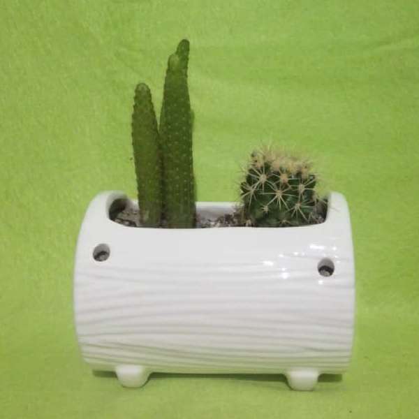 گیاه طبیعی کاکتوس مدل K002 گیاه طبیعی کاکتوس مدل K002