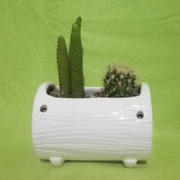 گیاه طبیعی کاکتوس مدل K002 گیاه طبیعی کاکتوس مدل K002