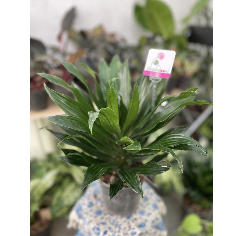 گیاه طبیعی دراسنا کامپکت آناناسی مدل 432DRAS