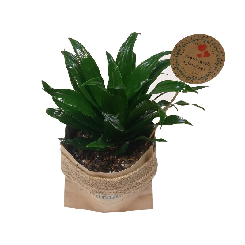 گیاه طبیعی دراسنا کامپکت کد P.A.010 گیاه طبیعی دراسنا کامپکت کد P.A.010