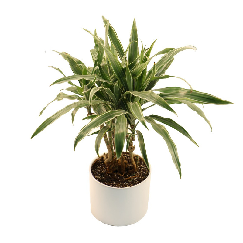 گیاه طبیعی دراسنا دراماسیس مدل DR1