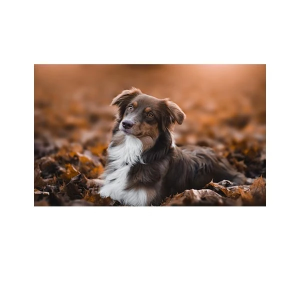    پادری طرح حیوانات کد M35M001-MA0112 سایز 76x46 سانتی متر