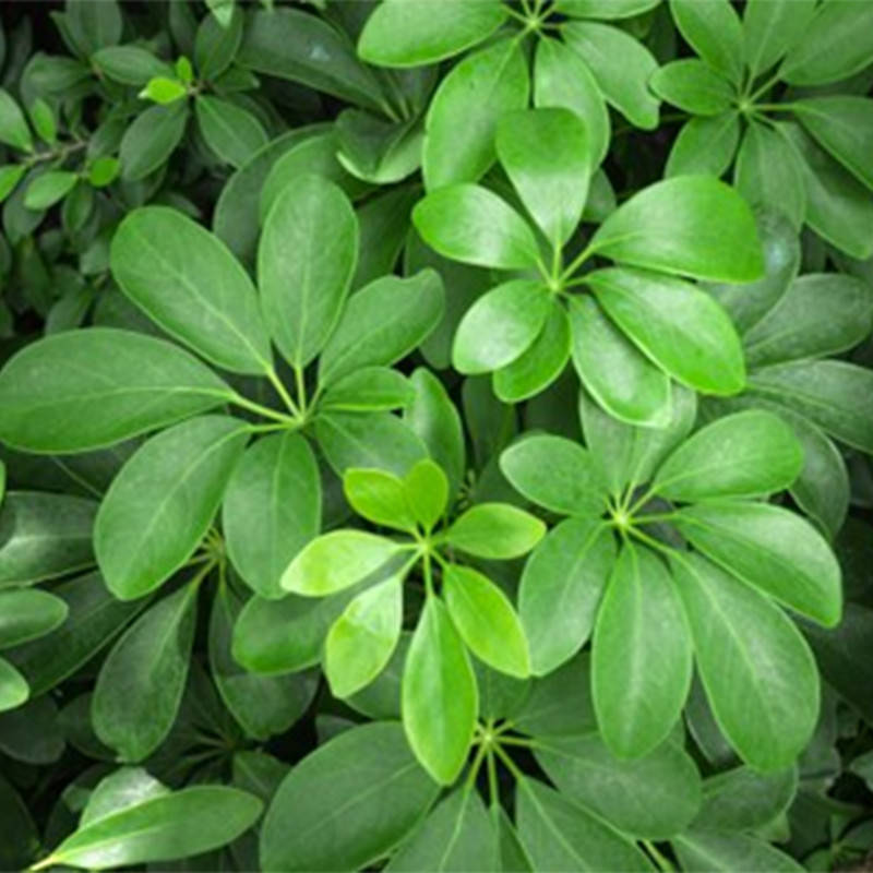 گیاه طبیعی بونسای شفلرا مدل کلکسیونی کد 900