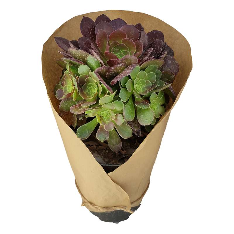 گیاه طبیعی آئونیوم کد yt30