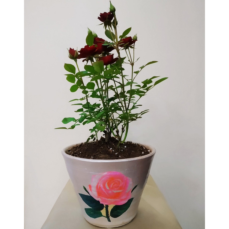 گیاه طبیعی ساناز مدل C-39