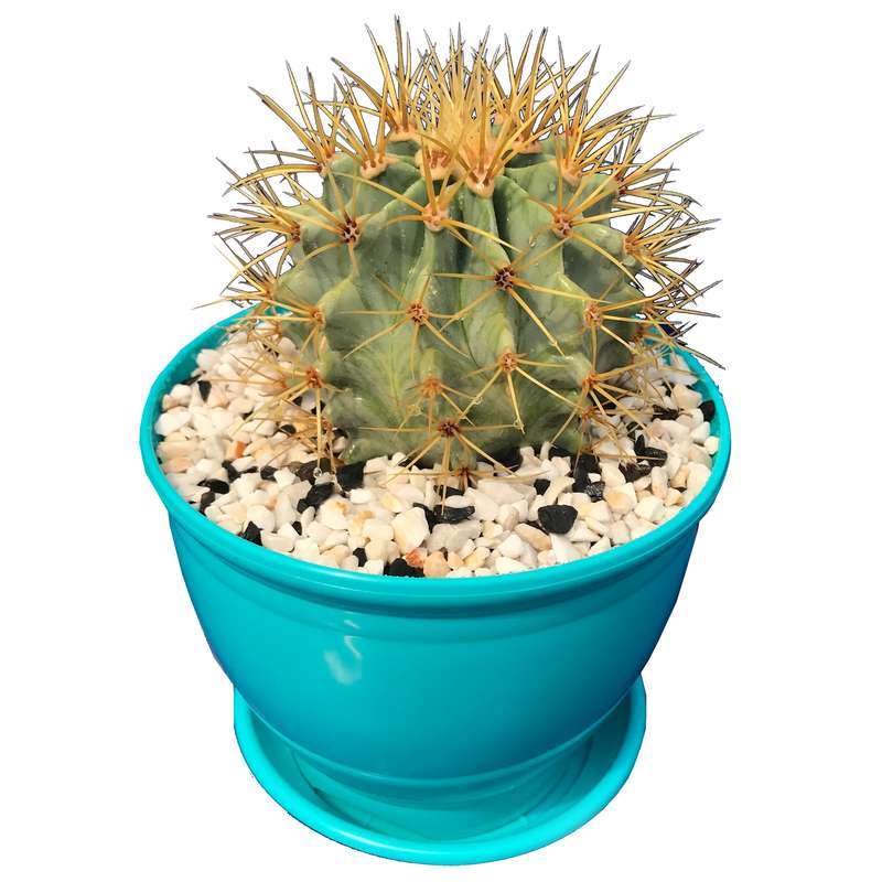 گیاه طبیعی کاکتوس فرو مدل FR-10 گیاه طبیعی کاکتوس فرو مدل FR-10