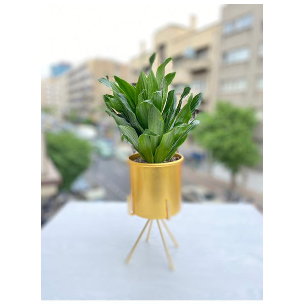 گیاه طبیعی مدل m4150 مجموعه 3 عددی