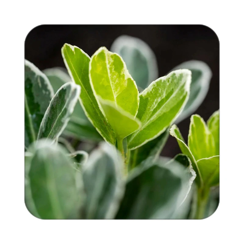 زیر لیوانی کاکتی طرح گل مدل mp18591