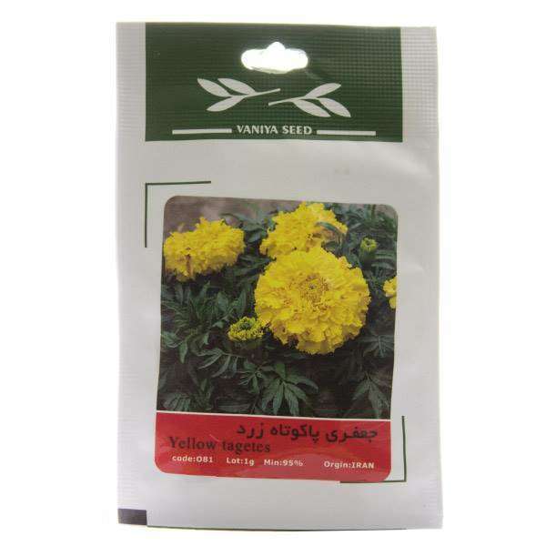 بذر جعفری پاکوتاه زرد وانیا سید مدل O81