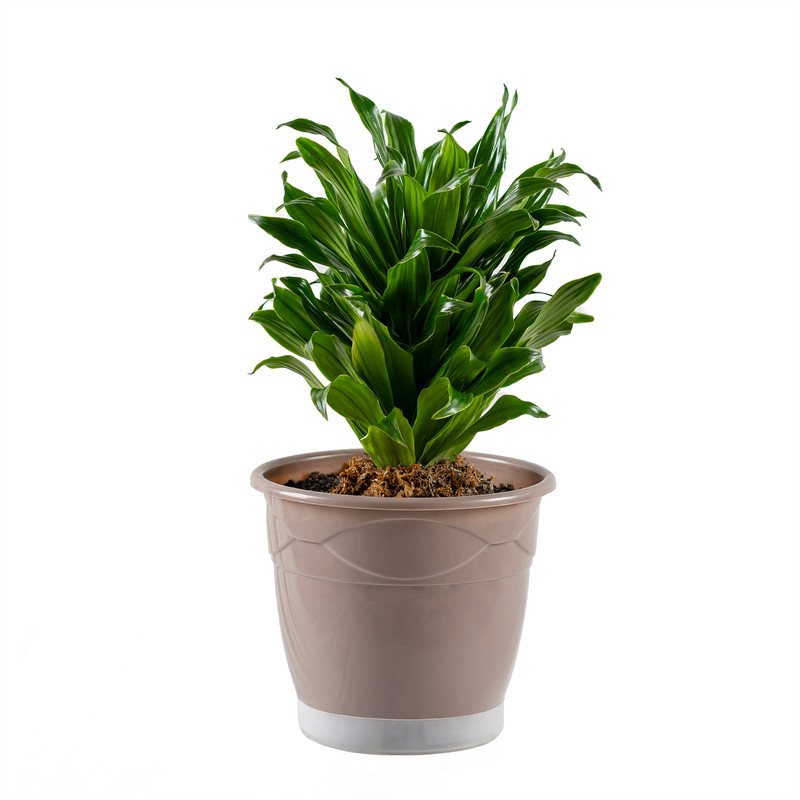 گیاه طبیعی دراسنا کامپکت مدل گلپونه