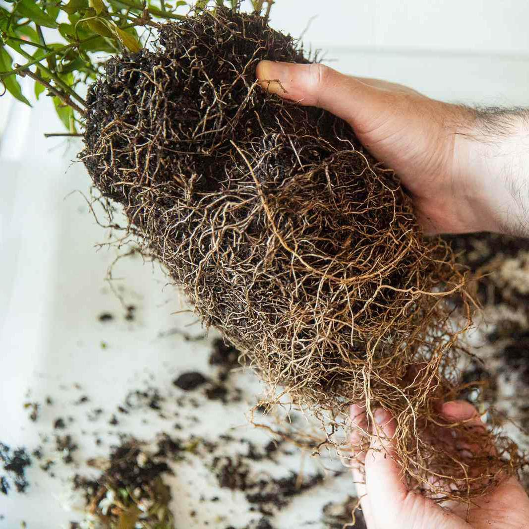 کود فسفر بالا کد NPK 10-52-10 وزن 100 گرم